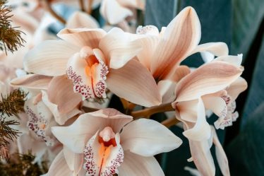 Como decorar a casa nova com orquídeas