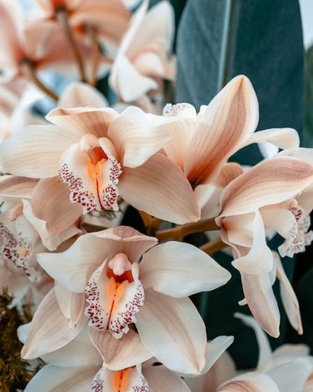 Como decorar a casa nova com orquídeas