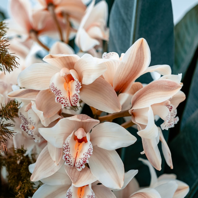 Como decorar a casa nova com orquídeas