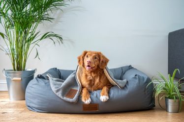 Como montar e decorar um espaço para pet em casa