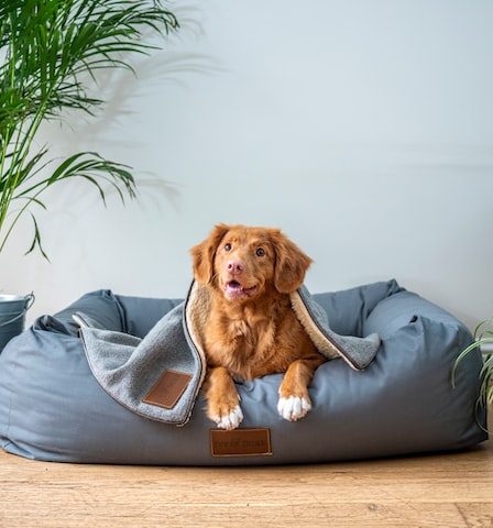Como montar e decorar um espaço para pet em casa