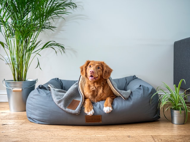 Como montar e decorar um espaço para pet em casa