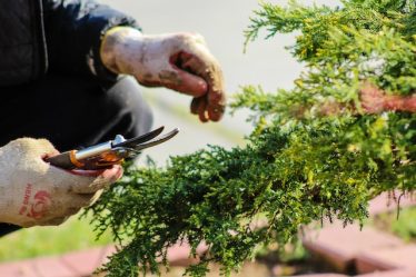 Serviços de jardinagem em Itapema