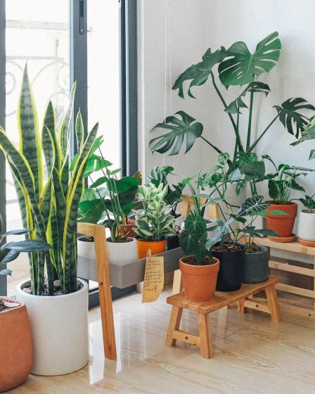 plantas para jardim Como Deixar o Jardim Enfeitado e Harmonioso?