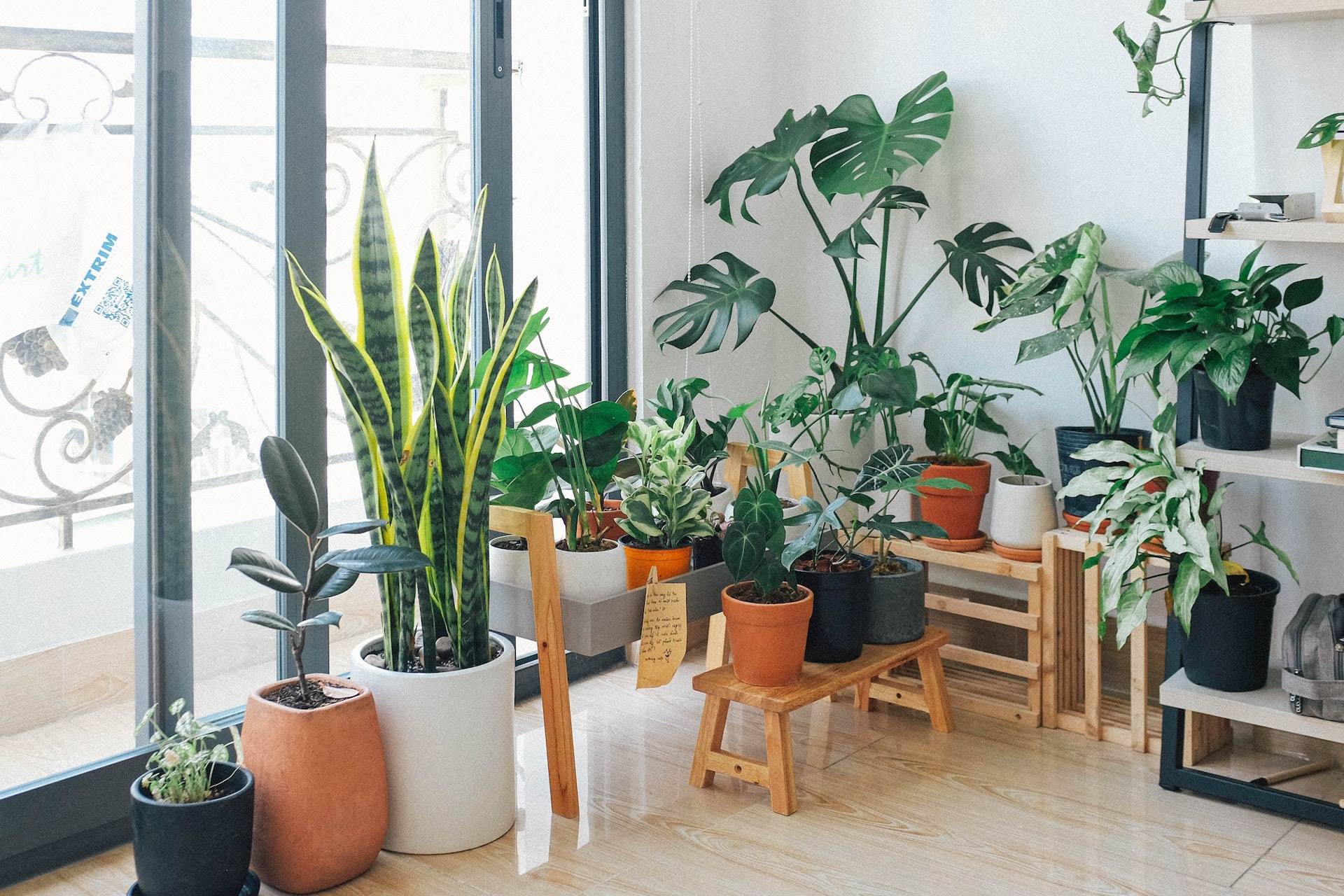 plantas para jardim Jardim Vertical: Como Transformar Espaços Livres da Casa Em Um Cantinho Verde