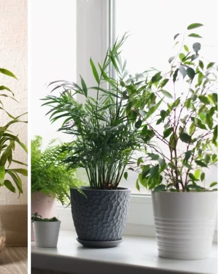 5 Plantas Poderosas para atrair prosperidade e harmonia em casa por
