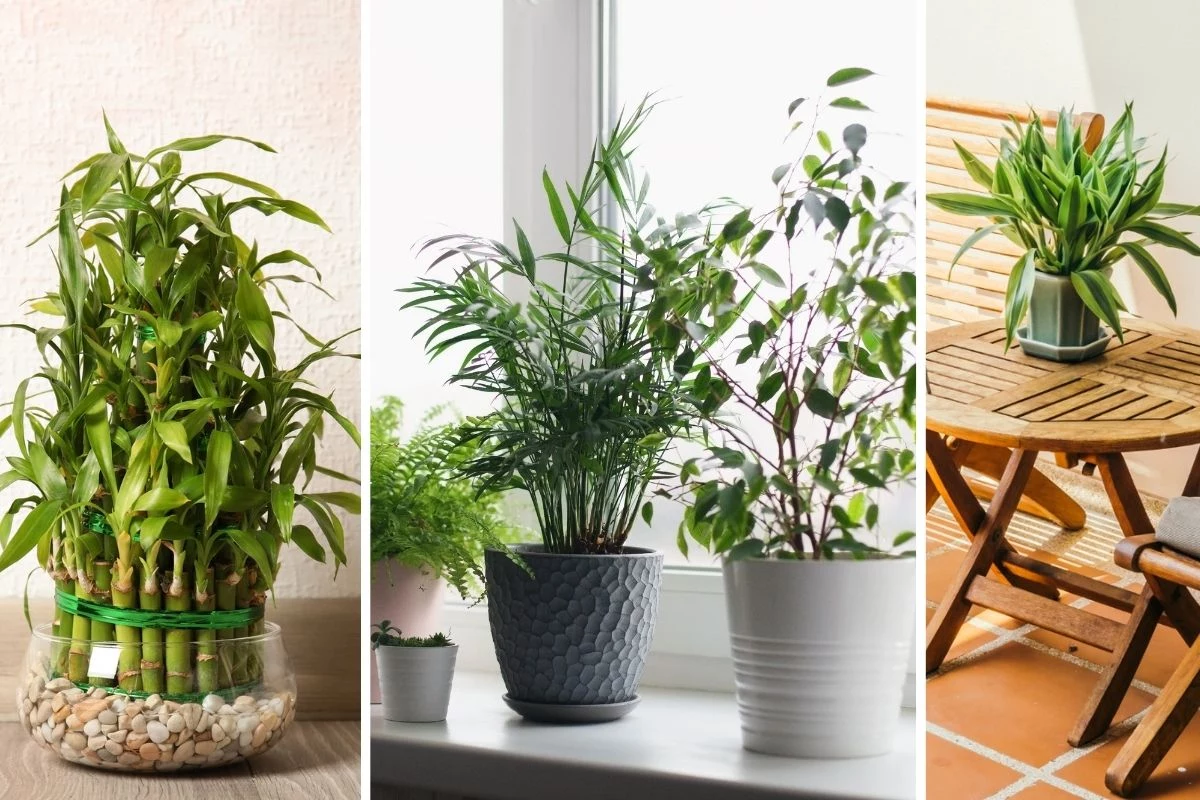 5 Plantas Poderosas para atrair prosperidade e harmonia em casa por