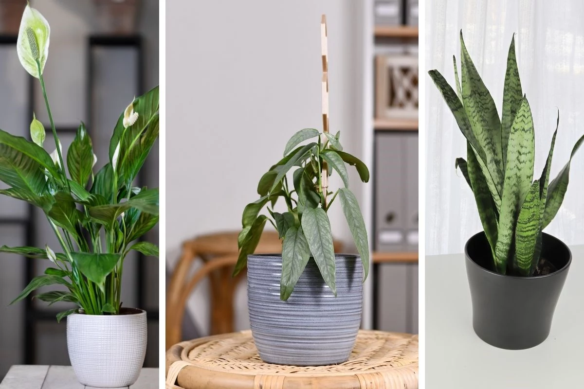 5 plantas para deixar a casa mais fresca em dias quentes