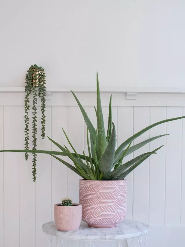 Aloe Vera Que tipo de planta de casa são as melhores para purificar o ar?