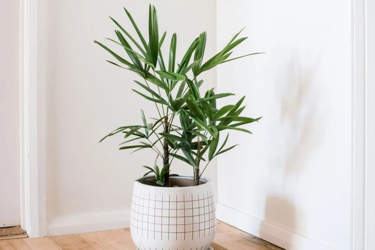 Como cuidar de palmeira ráfia em vaso
