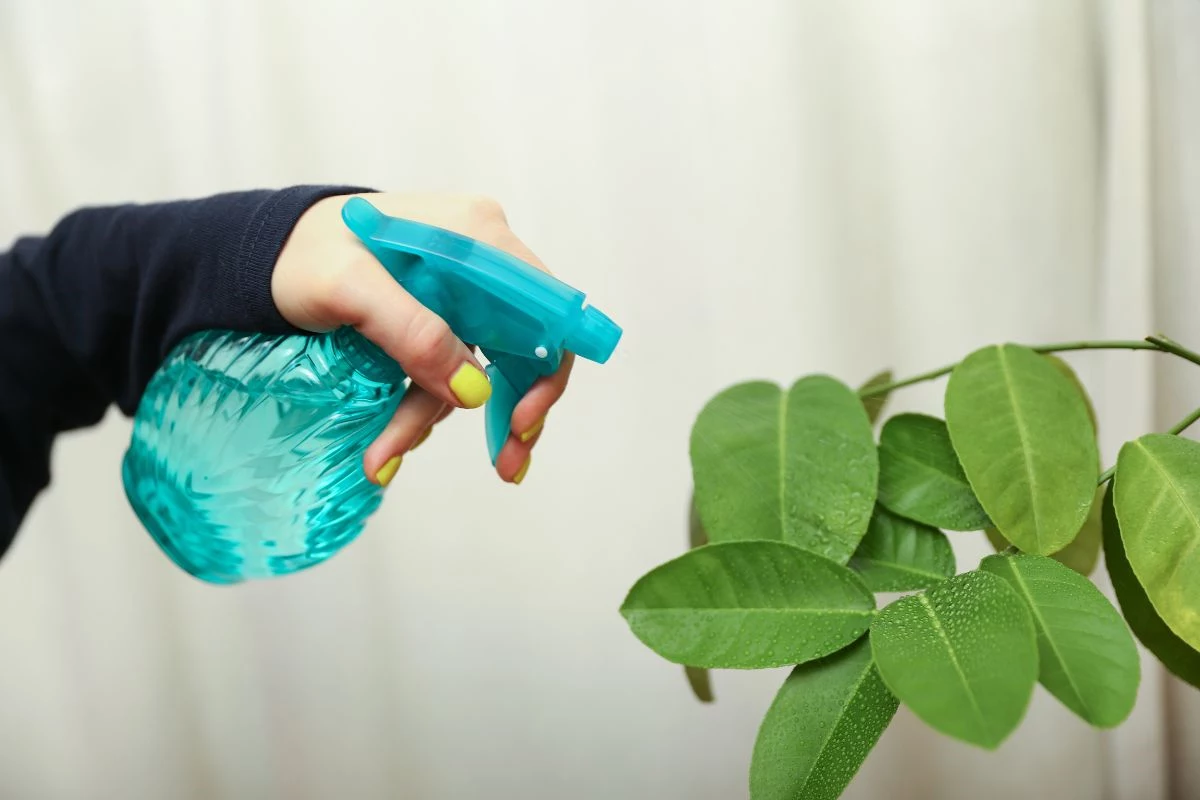 Cuidados essenciais com as plantas na varanda