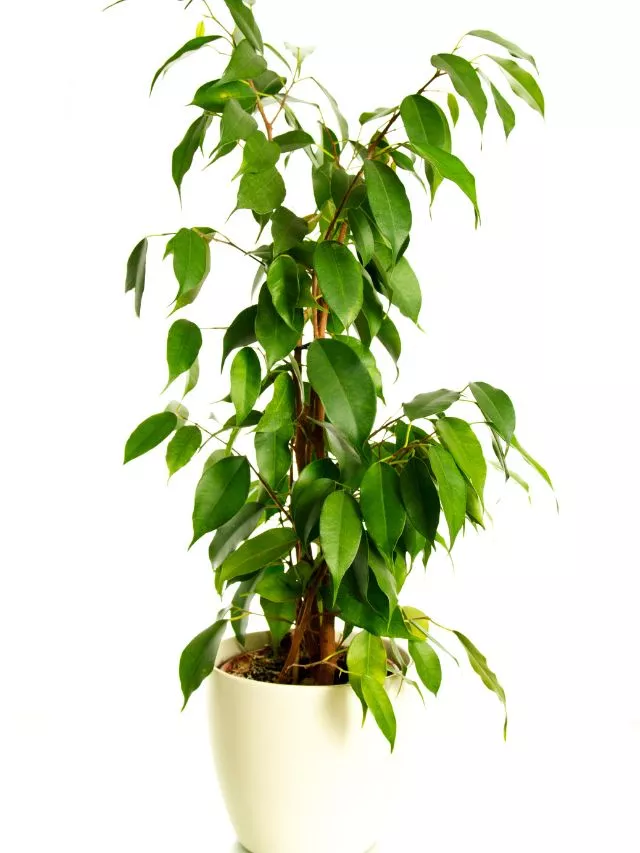 Ficus Benjamina Que tipo de planta de casa são as melhores para purificar o ar?