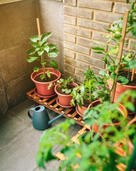 Horta em apartamento (1)