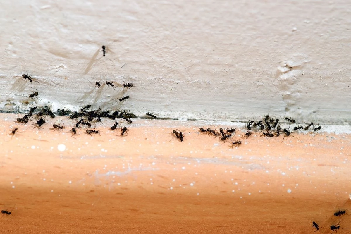 Infestação de formiga em casa