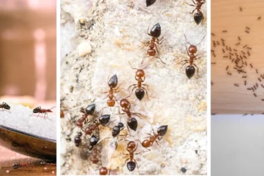 Infestação de formigas significado espiritual