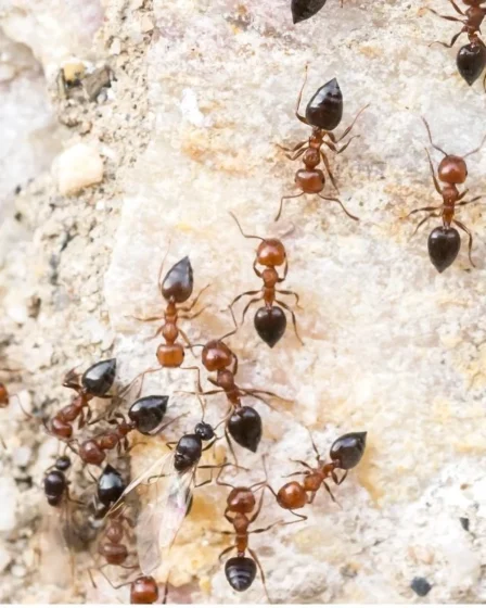 Infestação de formigas significado espiritual