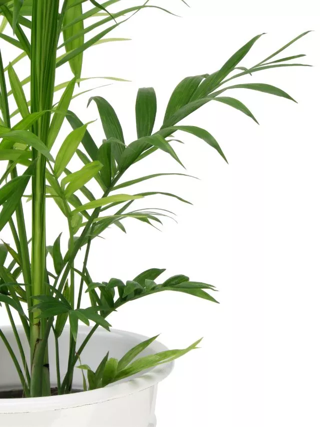 Palmeira Bambu Que tipo de planta de casa são as melhores para purificar o ar?