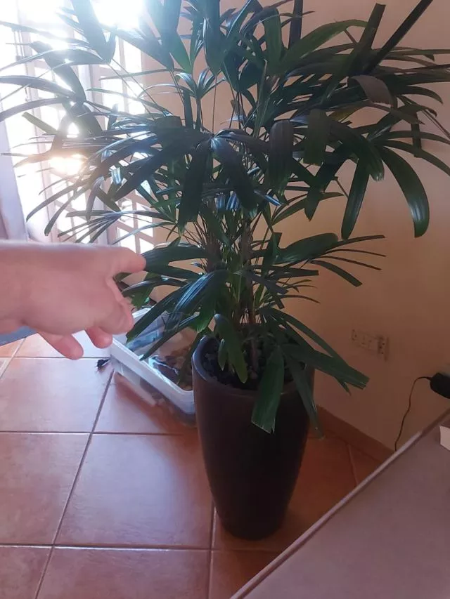 Palmeira Ráfia: 4 Motivos Preocupantes Para Nunca Ter em Sua Casa