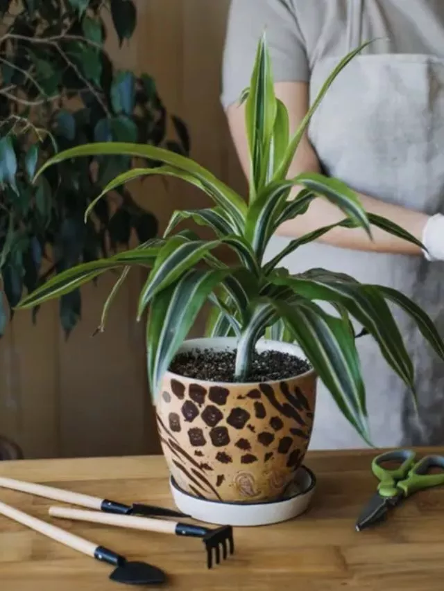 Pau dAgua Que tipo de planta de casa são as melhores para purificar o ar?