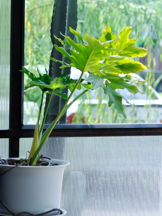 Philodendron Que tipo de planta de casa são as melhores para purificar o ar?