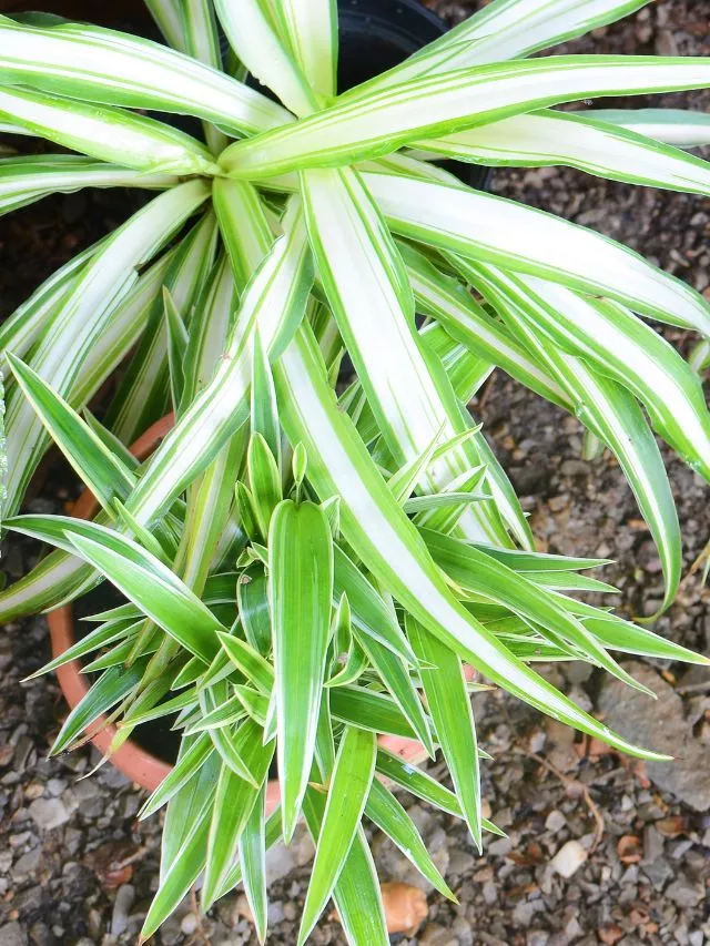 Planta Aranha Elegancia e Eficiencia na Purificacao Que tipo de planta de casa são as melhores para purificar o ar?