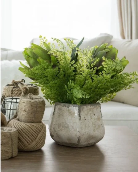 Plantas Incríveis para Refrescar sua Casa