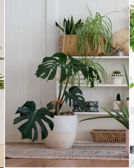 Que tipo de planta de casa sao as melhores para purificar o ar