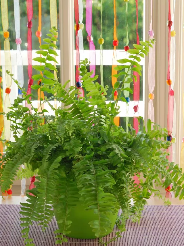 Samambaia Que tipo de planta de casa são as melhores para purificar o ar?