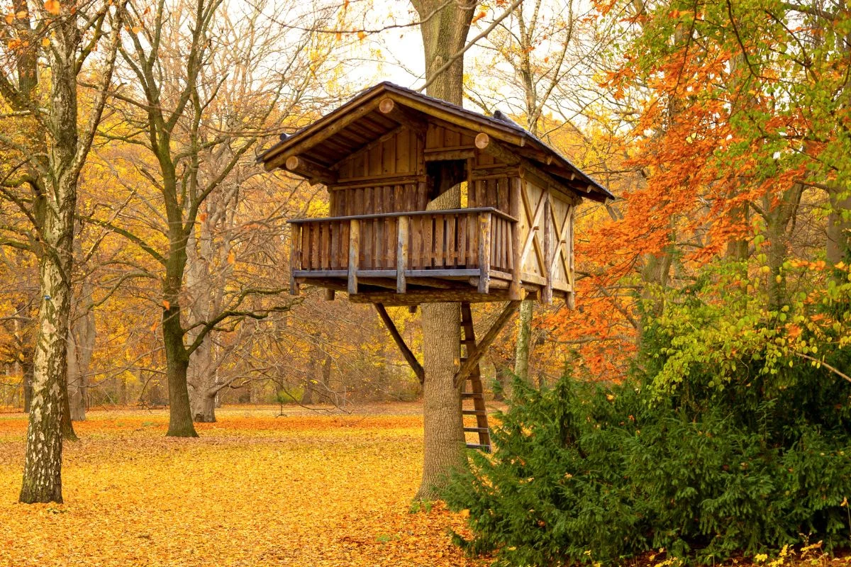 Sonhar com uma Casa na Árvore