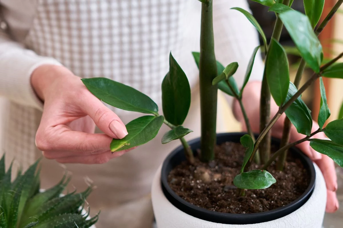 Zamioculca Problemas Comuns de Saúde da Planta