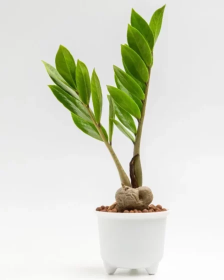 Como Cuidar da Zamioculca Mantendo ela Verde o Ano Todo