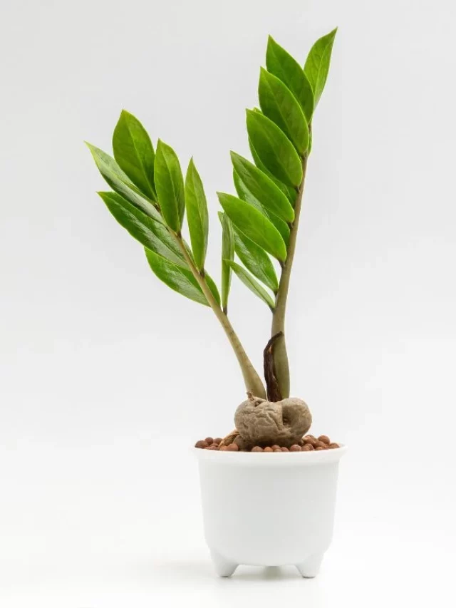 Zamioculca em Casa: Guia para Cultivar essa Planta Incrível e Protetora