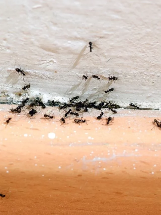 Infestação De Formigas em Casa: 5 Motivos Urgentes Para Você Não Ignorar Esse Sinal