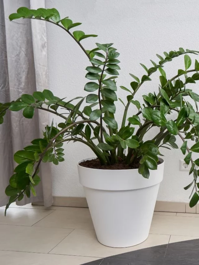 Entenda Porque é Bom Ter a Planta Zamioculca em Casa?