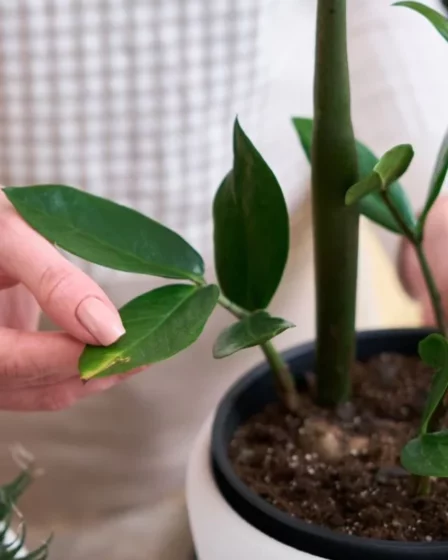 Zamioculca Problemas Comuns de Saúde da Planta