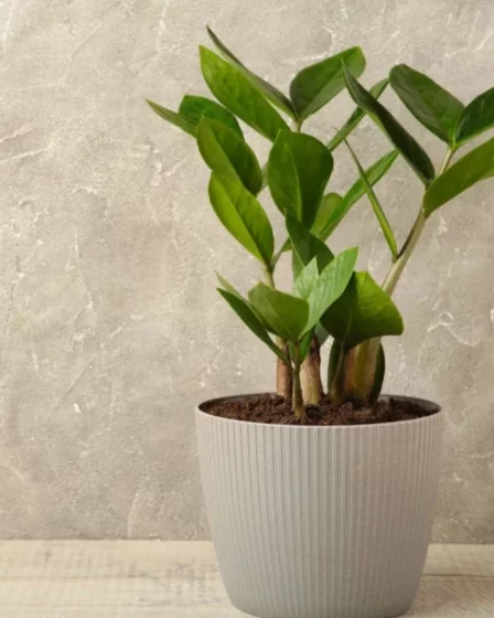 Zamioculca_ Qual Melhor Lugar da Casa Para Ela Ficar