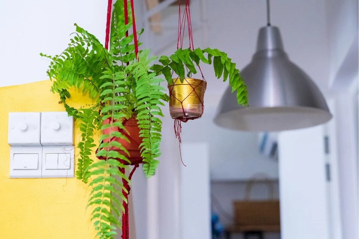 planta para refrescar o ambiente