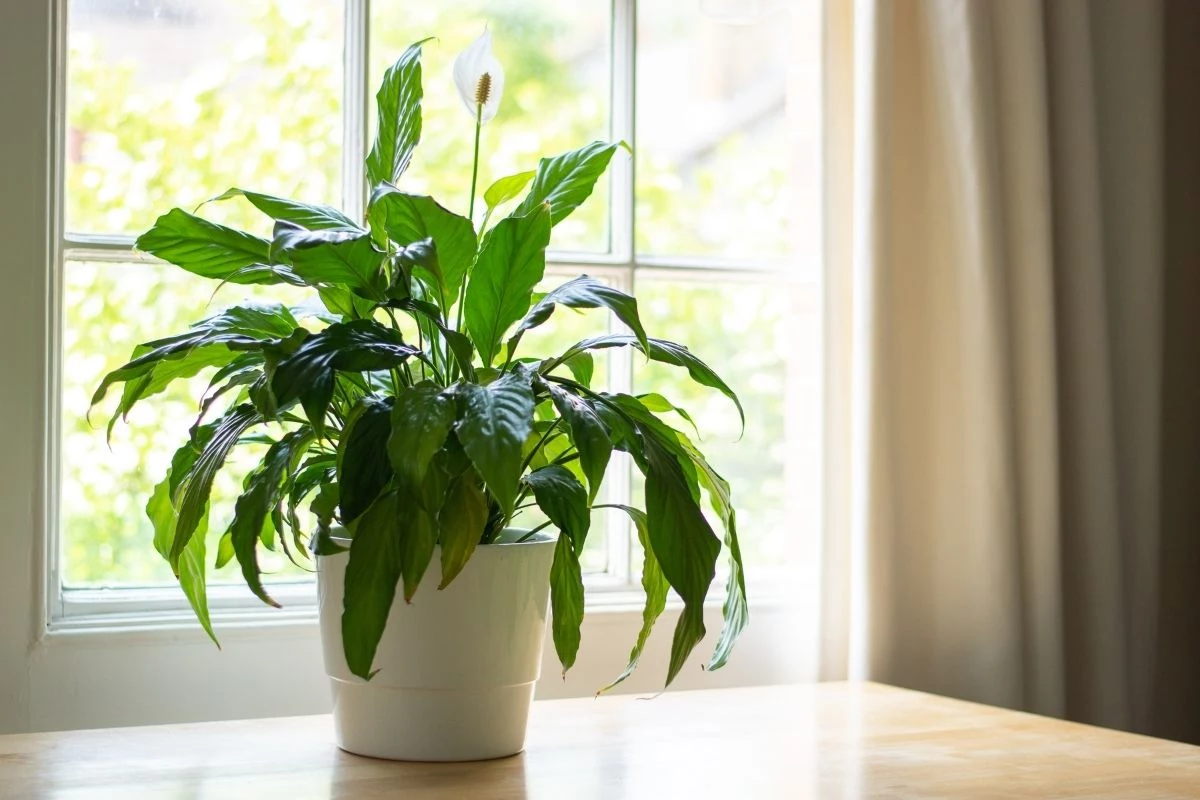 planta para refrescar o quarto