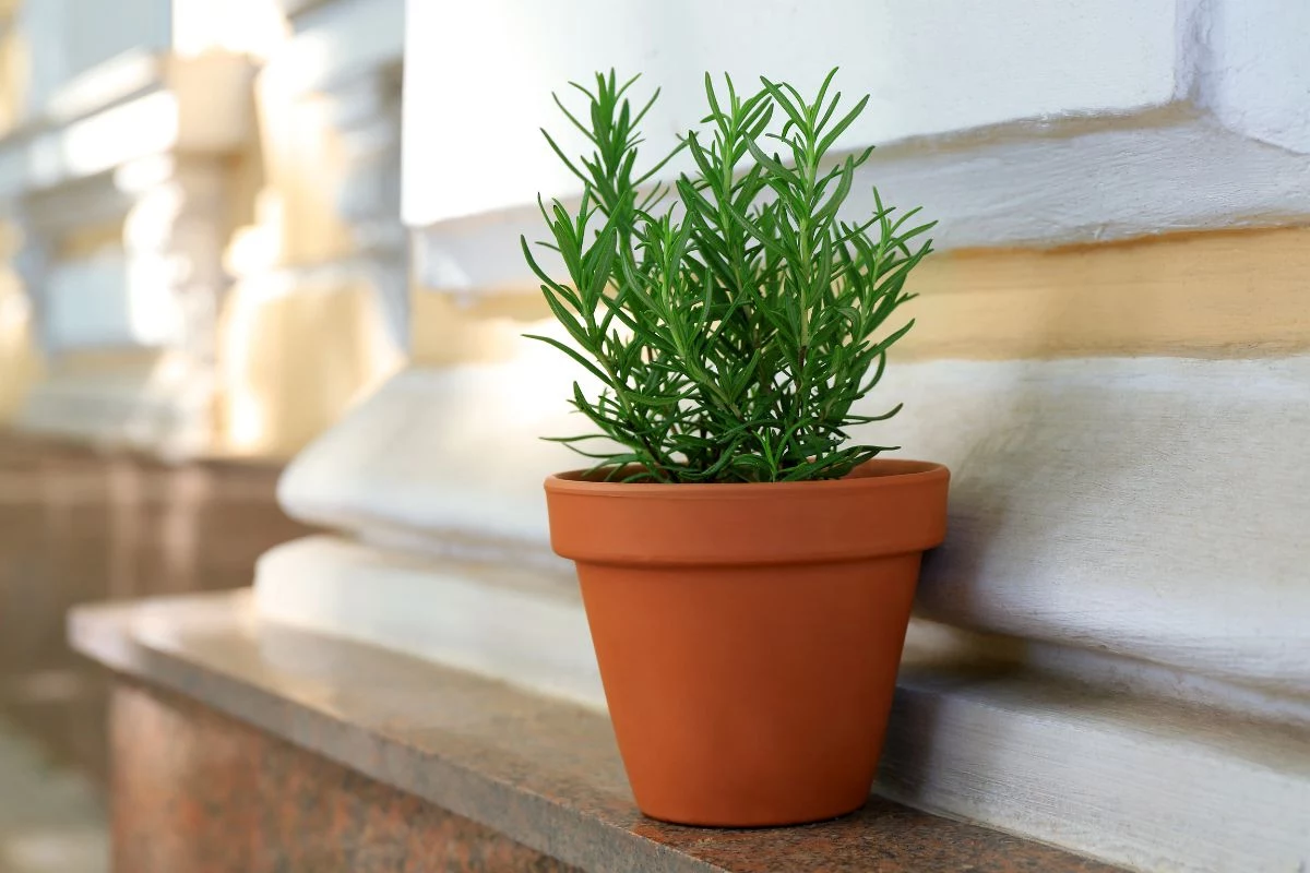 vasos de plástico para plantas Flexibilidade