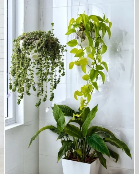 11 Plantas Que Protegem e Decoram Luxuosamente Sua Casa