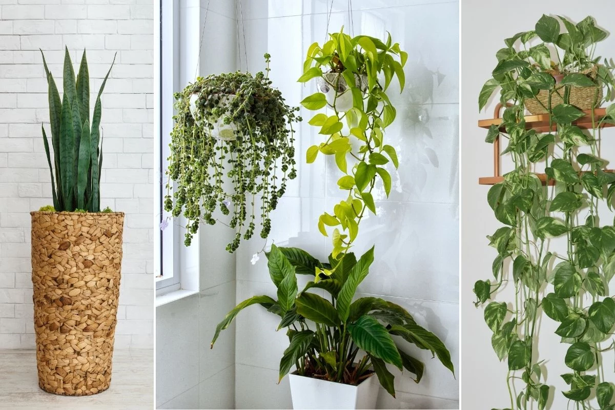 11 Plantas Que Protegem e Decoram Luxuosamente Sua Casa