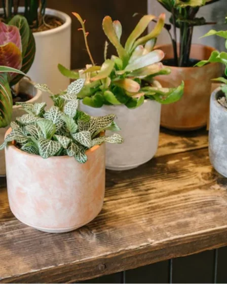 5 Plantas Para Dentro de Casa Que Atraem Prosperidade