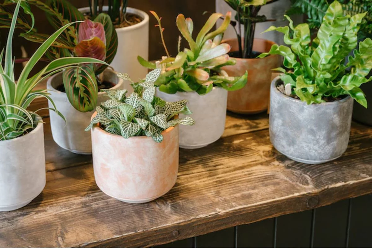 5 Plantas Para Dentro de Casa Que Atraem Prosperidade