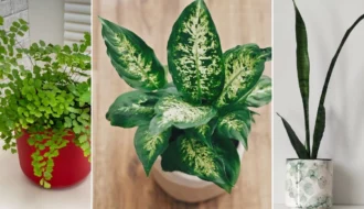 5 Plantas Para Não Usar Como Item de Decoração