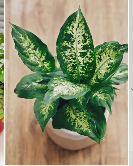 5 Plantas Para Não Usar Como Item de Decoração