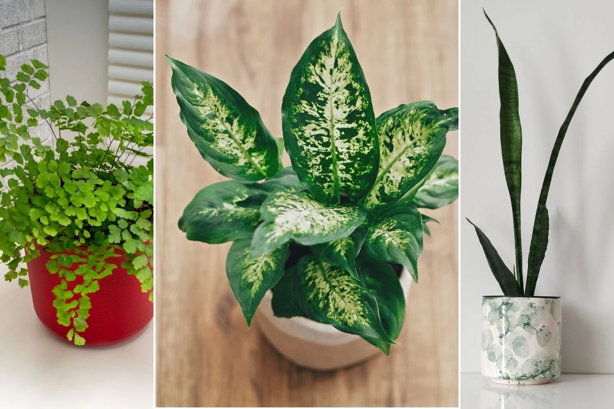 5 Plantas Para Não Usar Como Item de Decoração