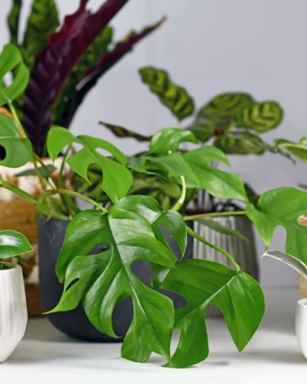 5 Plantas que Voce Deve Evitar na Decoracao Para Proteger Sua Casa 5 Plantas que Você Deve Evitar na Decoração Para Proteger Sua Casa