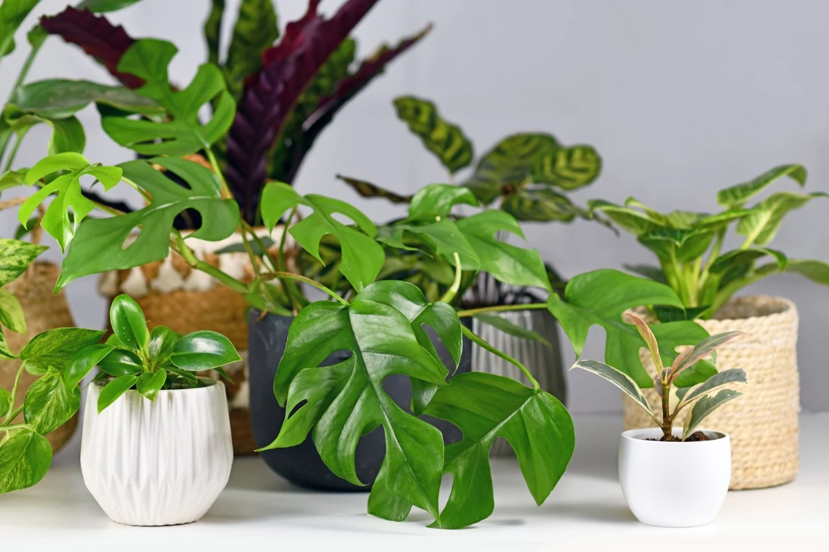 5 Plantas que Você Deve Evitar na Decoração Para Proteger Sua Casa