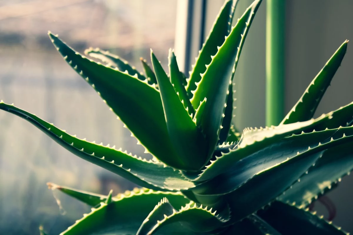 Aloe Vera_ Purificação e Cura