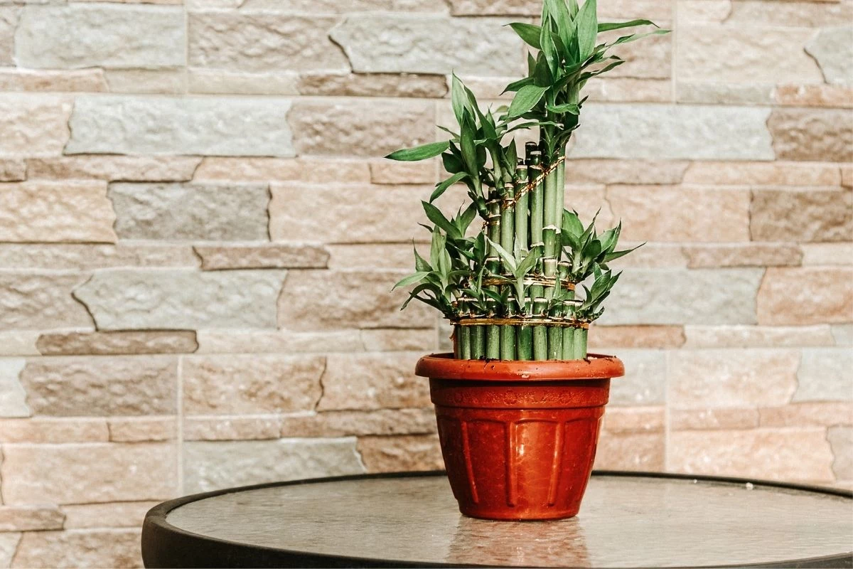 Bambu da Sorte Simplicidade e Prosperidade